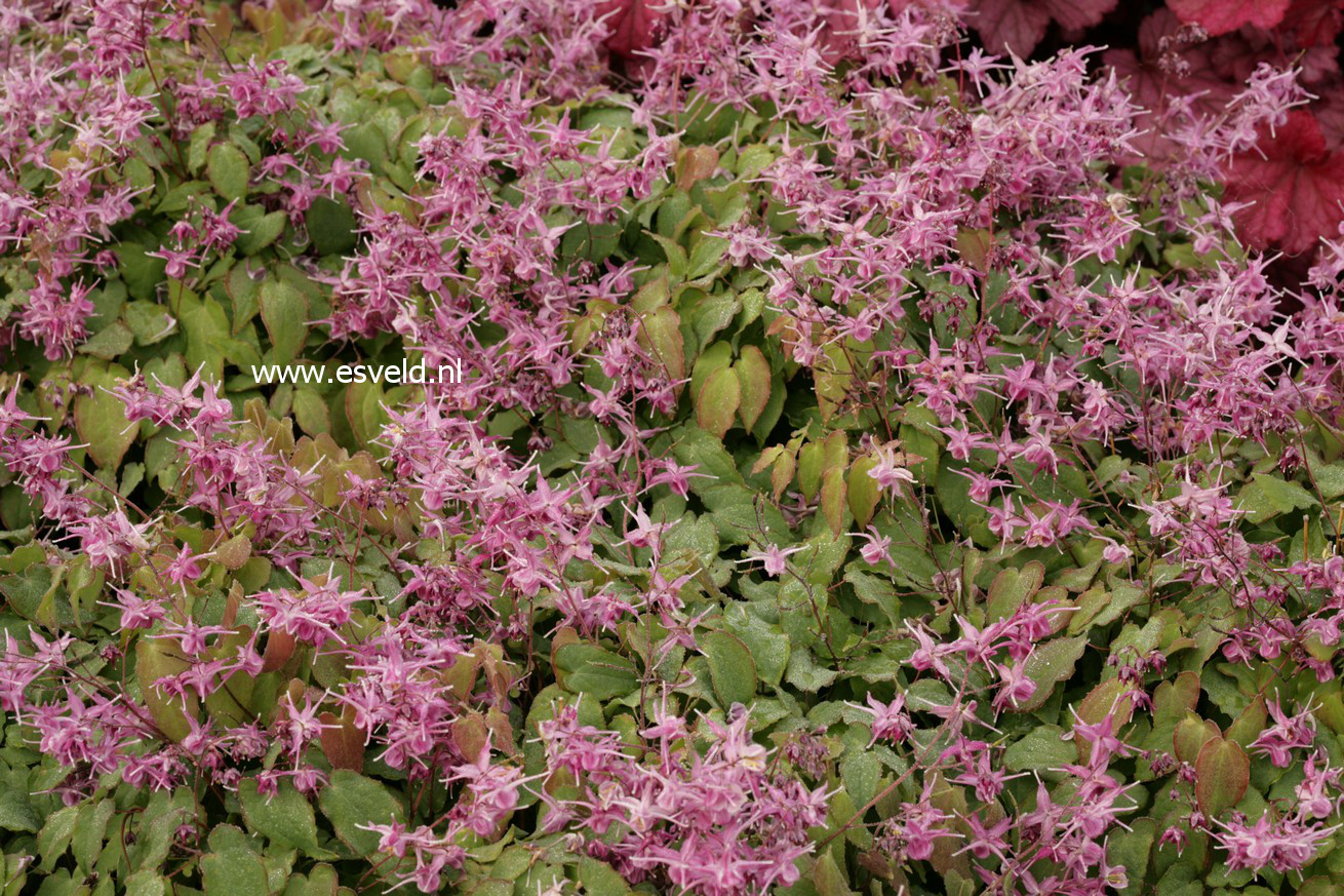 Epimedium grandiflorum 'Lilafee'