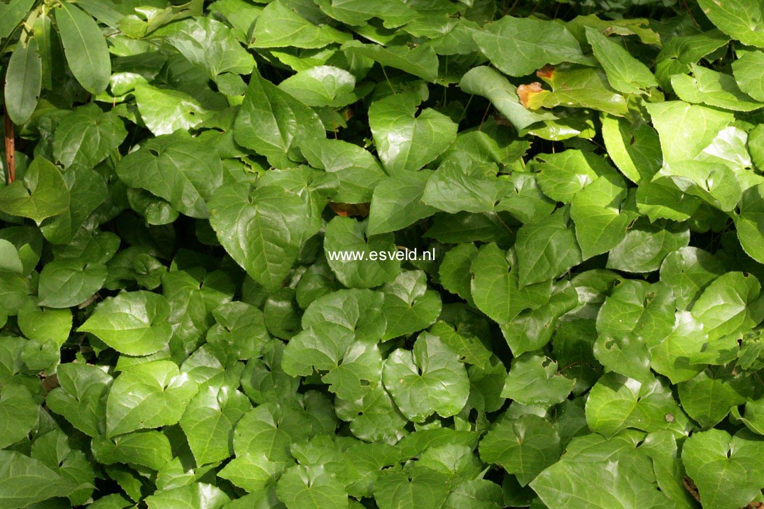 Epimedium pinnatum ssp. colchicum