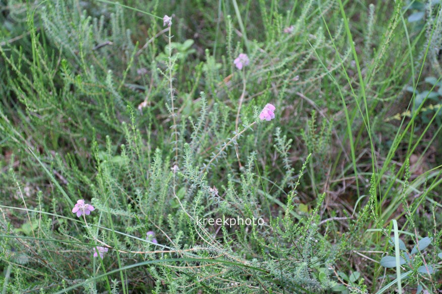 Erica tetralix
