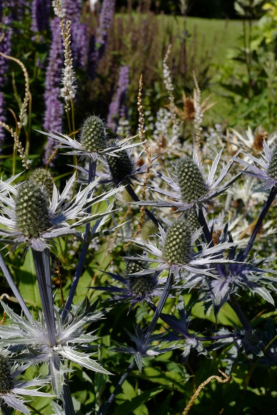 Eryngium bourgatii