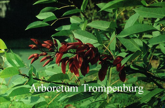 Erythrina crista-galli