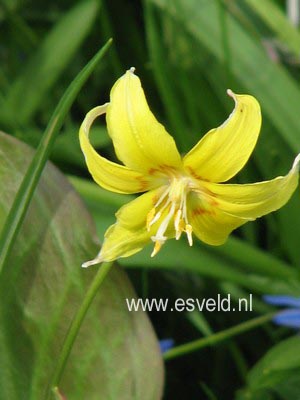 Erythronium 'Pagoda'