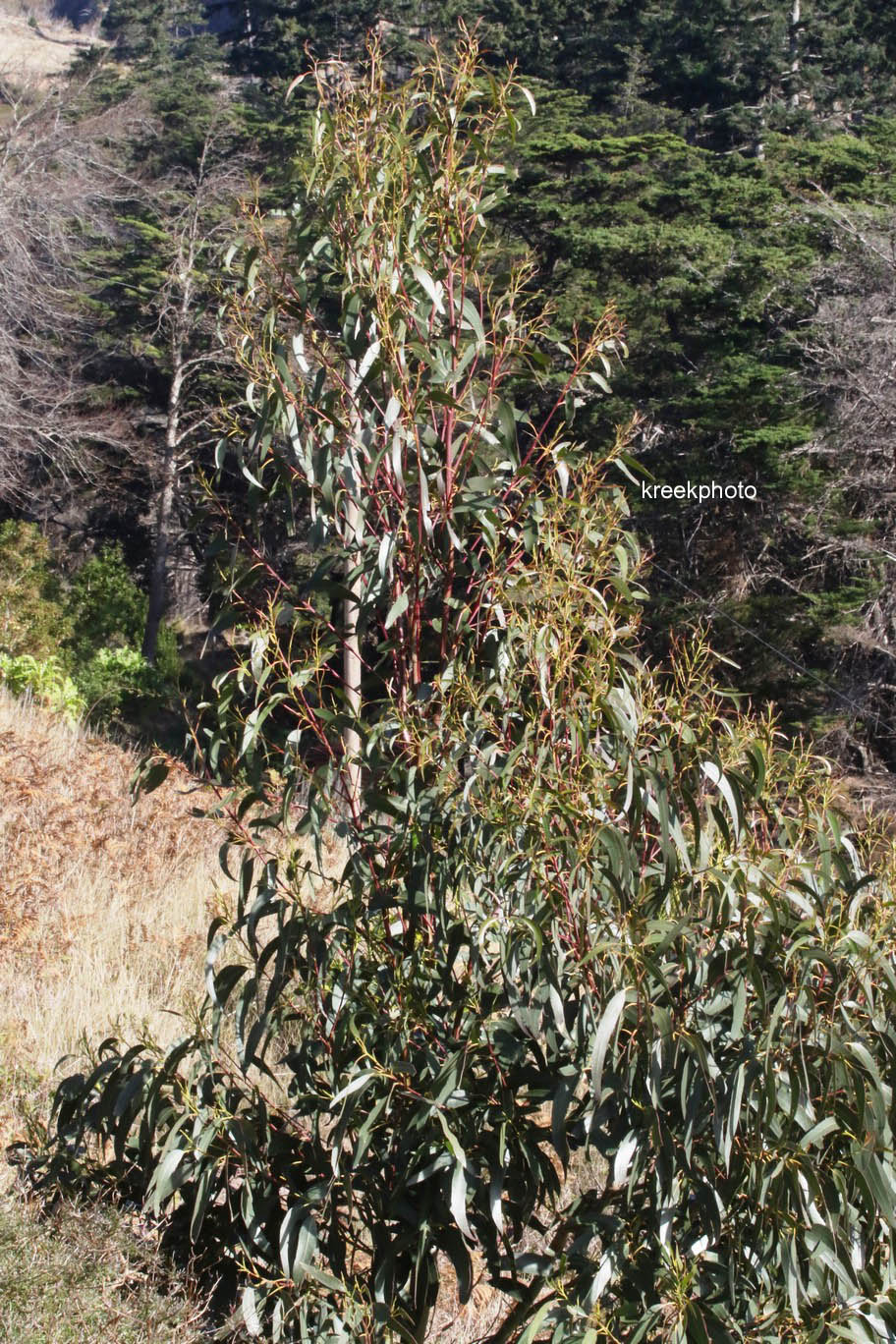 Eucalyptus globulus