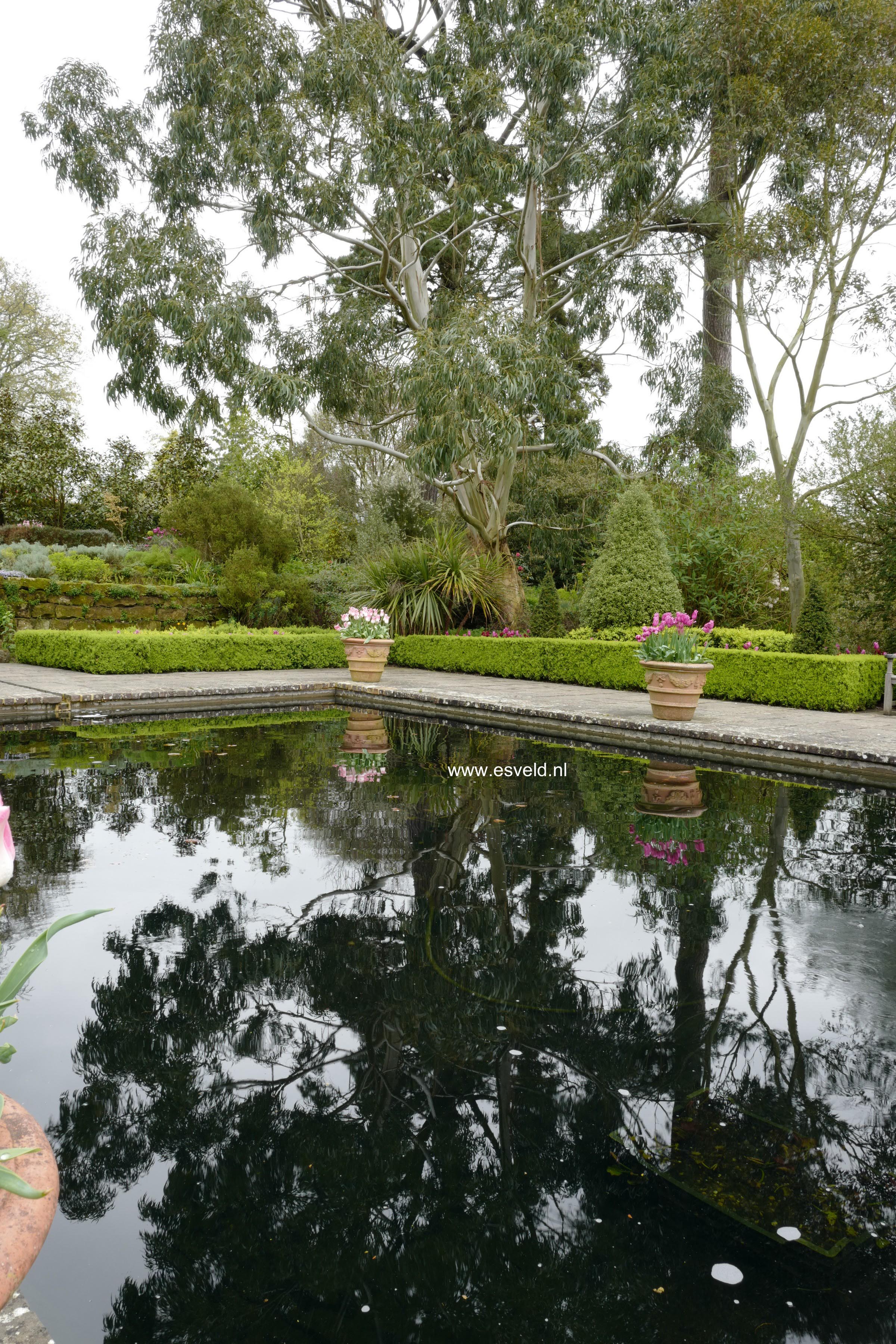 Eucalyptus pauciflora niphophila