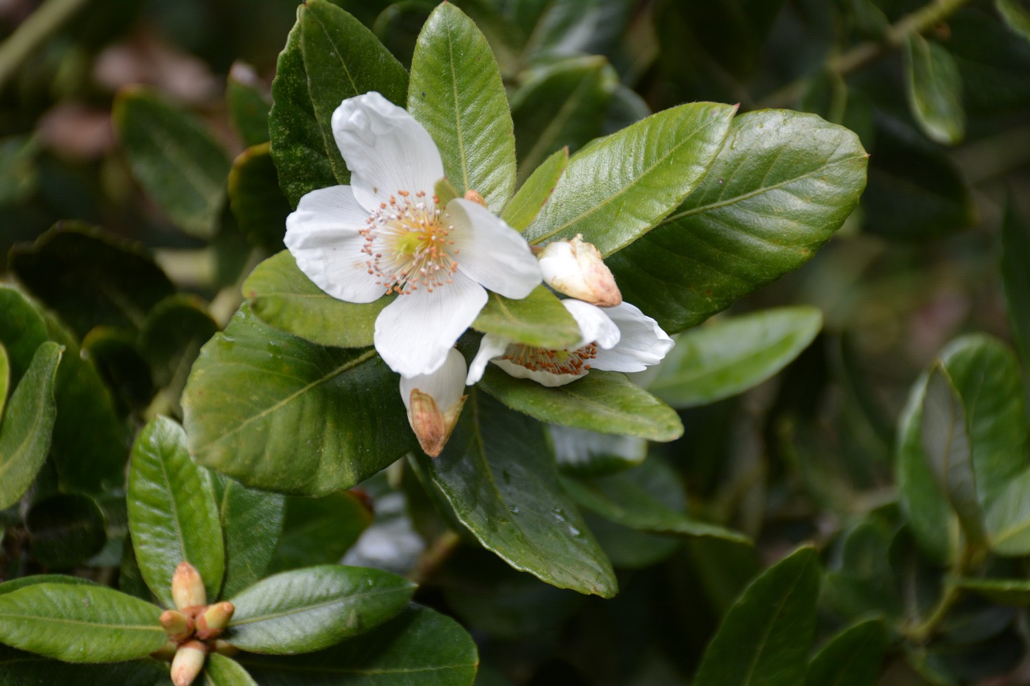 Eucryphia cordifolia
