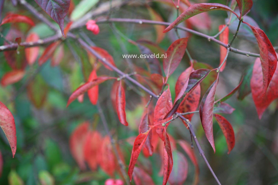 Euonymus europaeus 'Red Cascade'