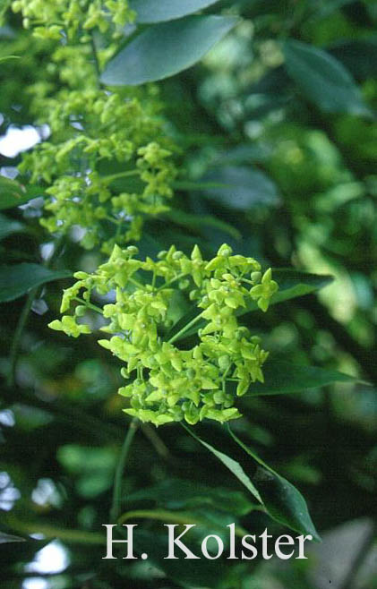 Euonymus myrianthus