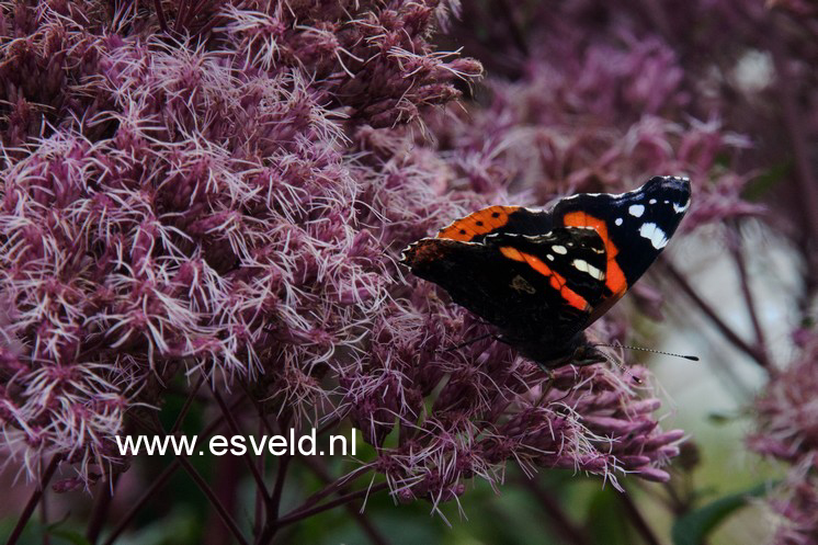 Eupatorium maculatum 'Riesenschirm'