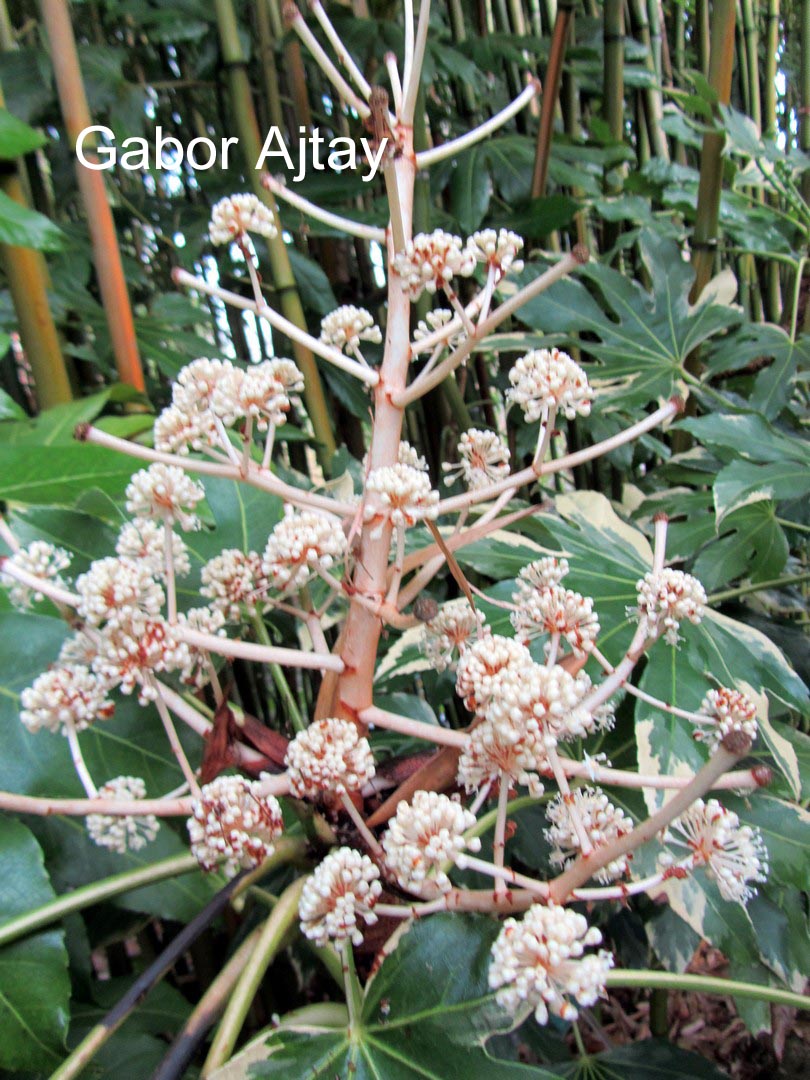Fatsia japonica 'Variegata'