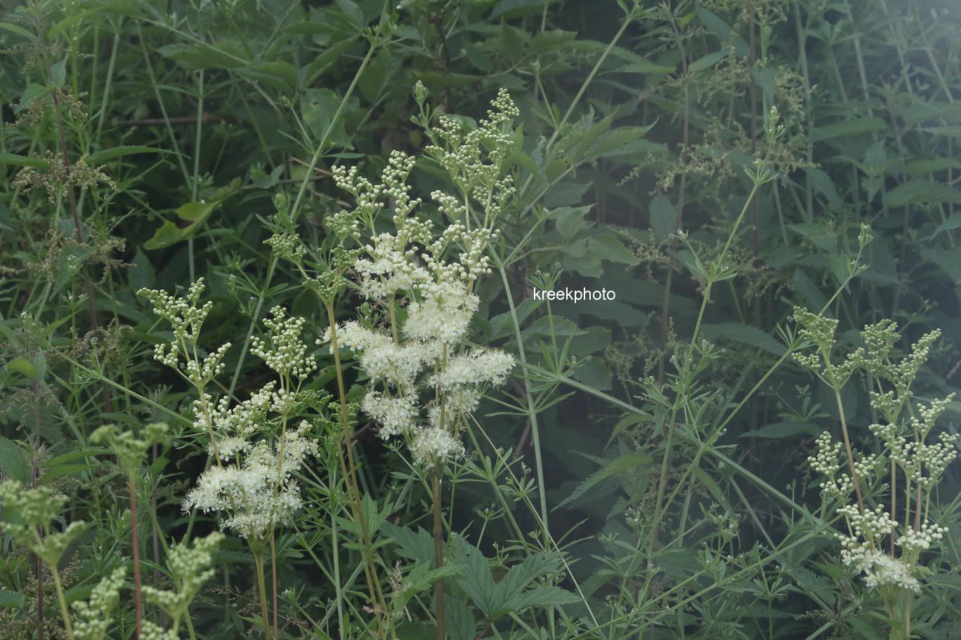 Filipendula ulmaria