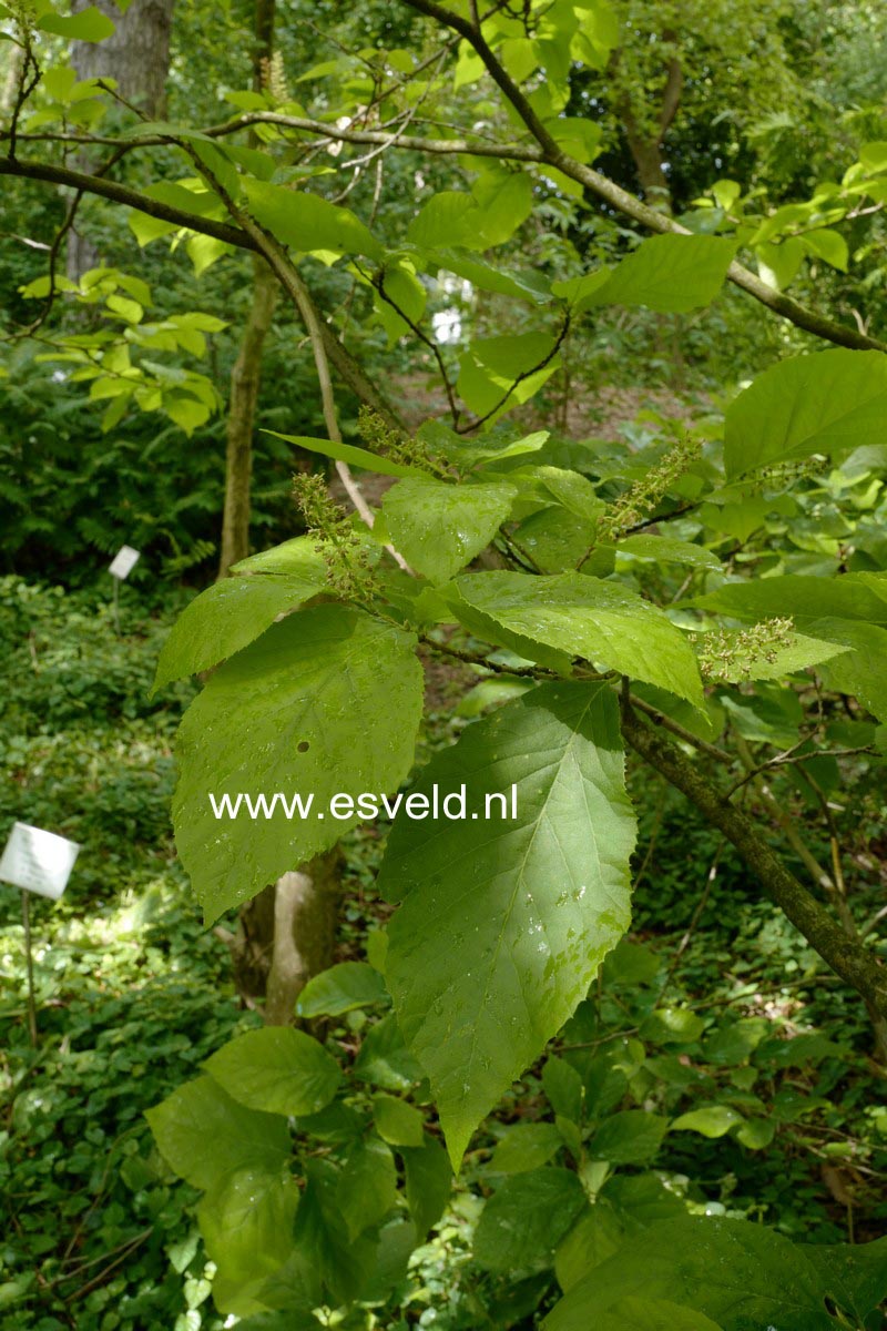 Fortunearia sinensis