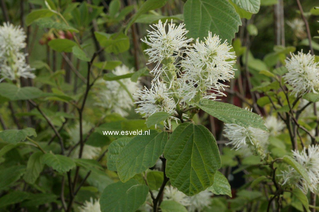 Fothergilla intermedia 'Mount Airy'