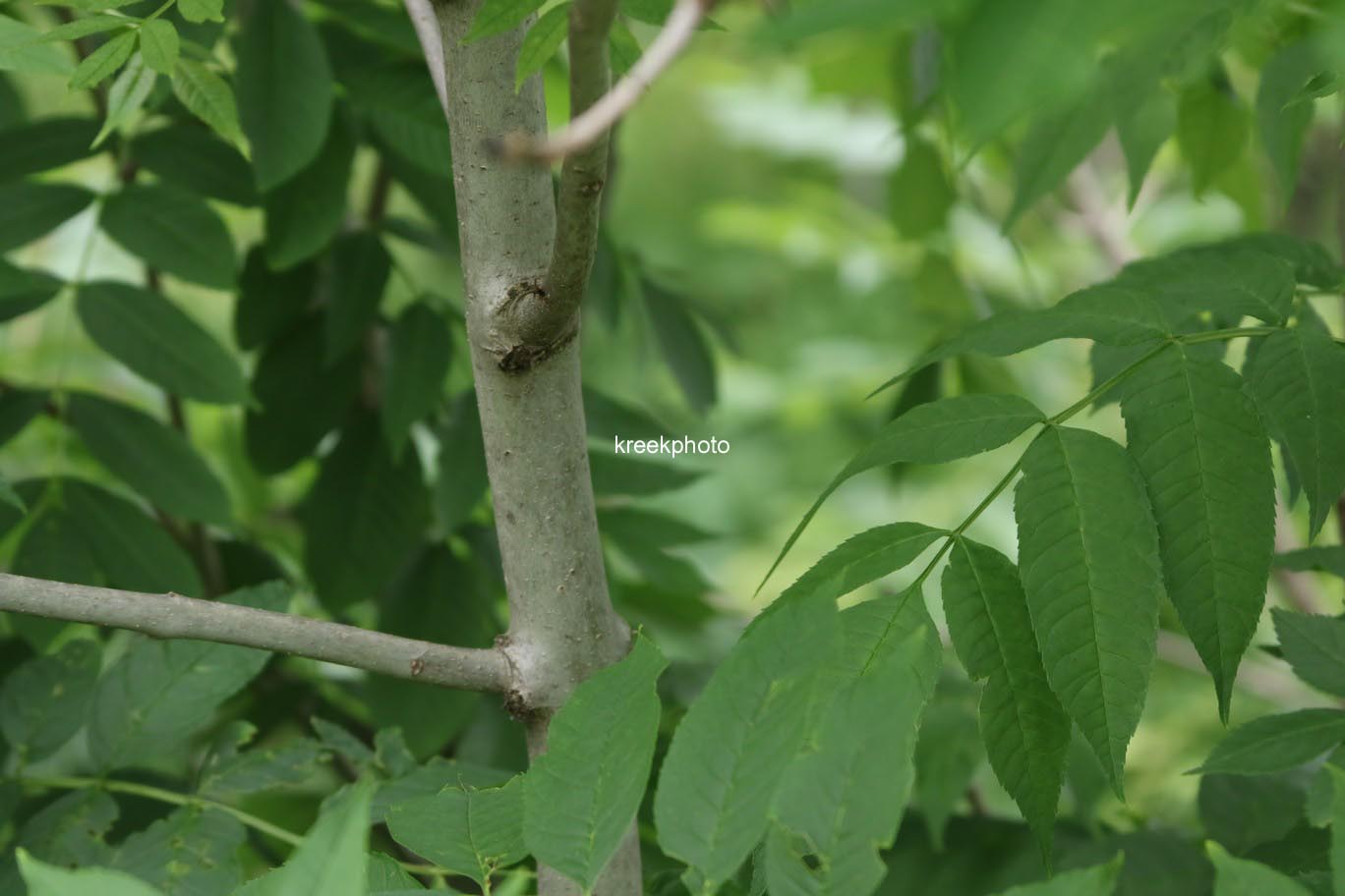 Fraxinus excelsior