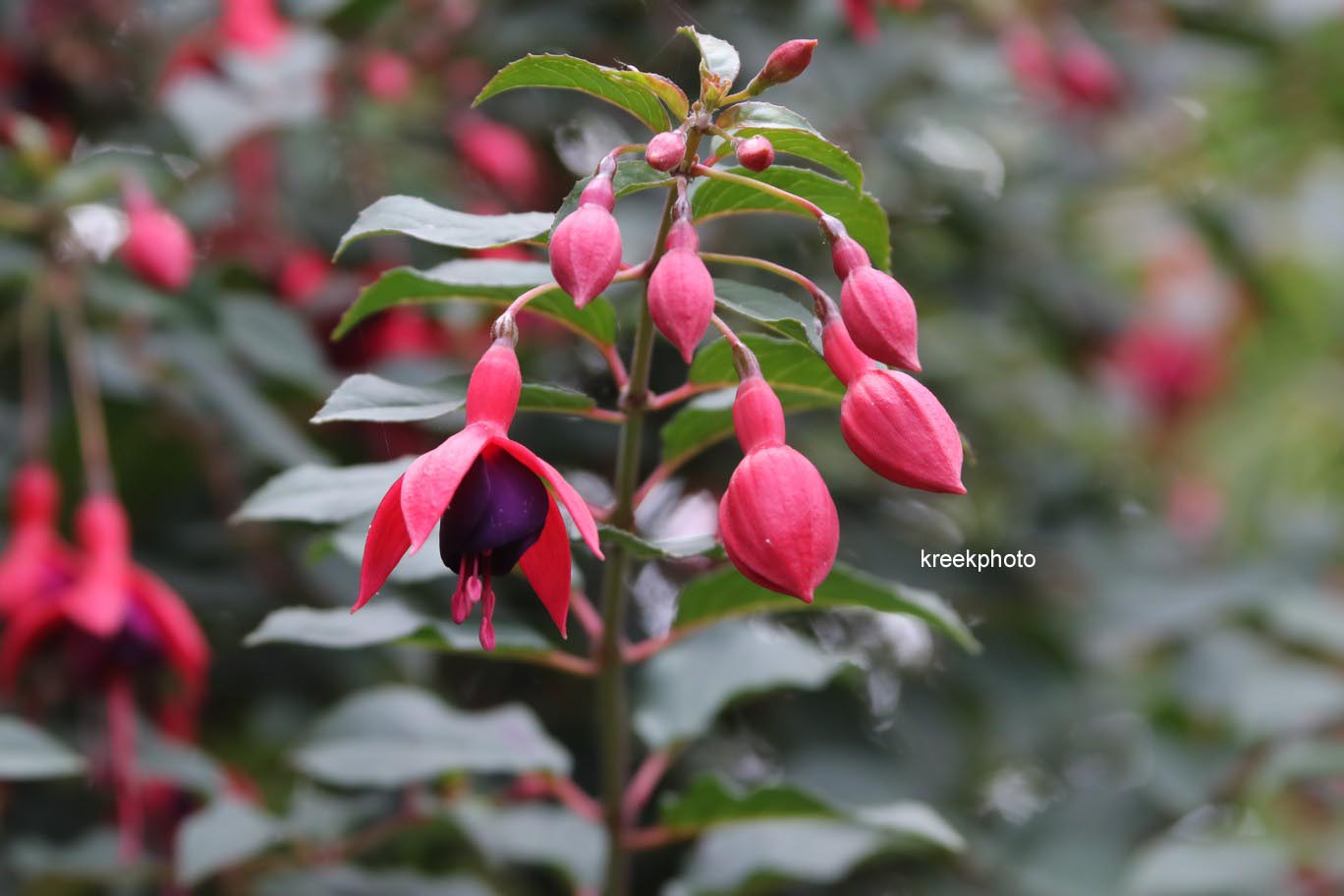 Fuchsia 'Mrs. Popple'