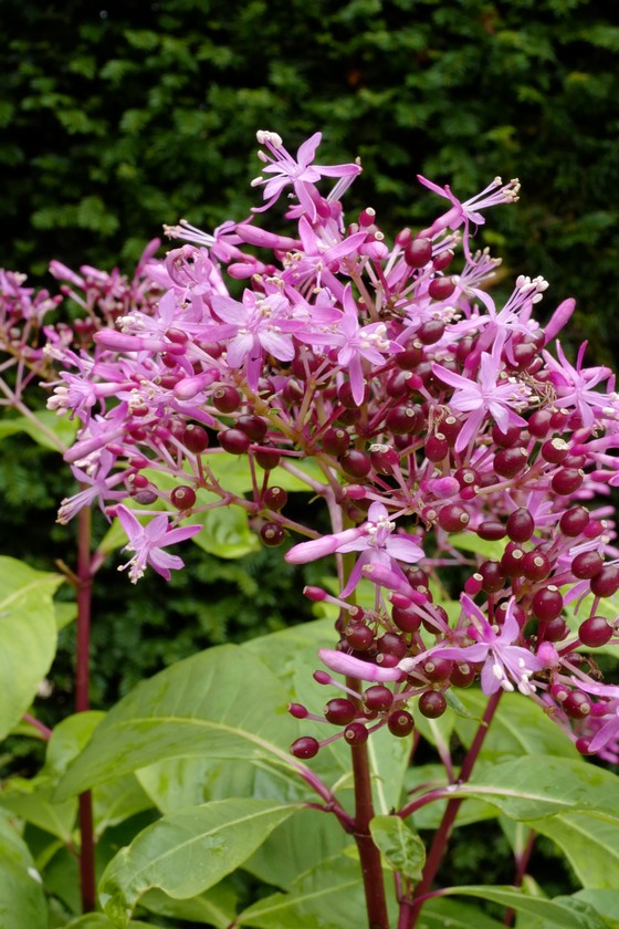 Fuchsia arborescens