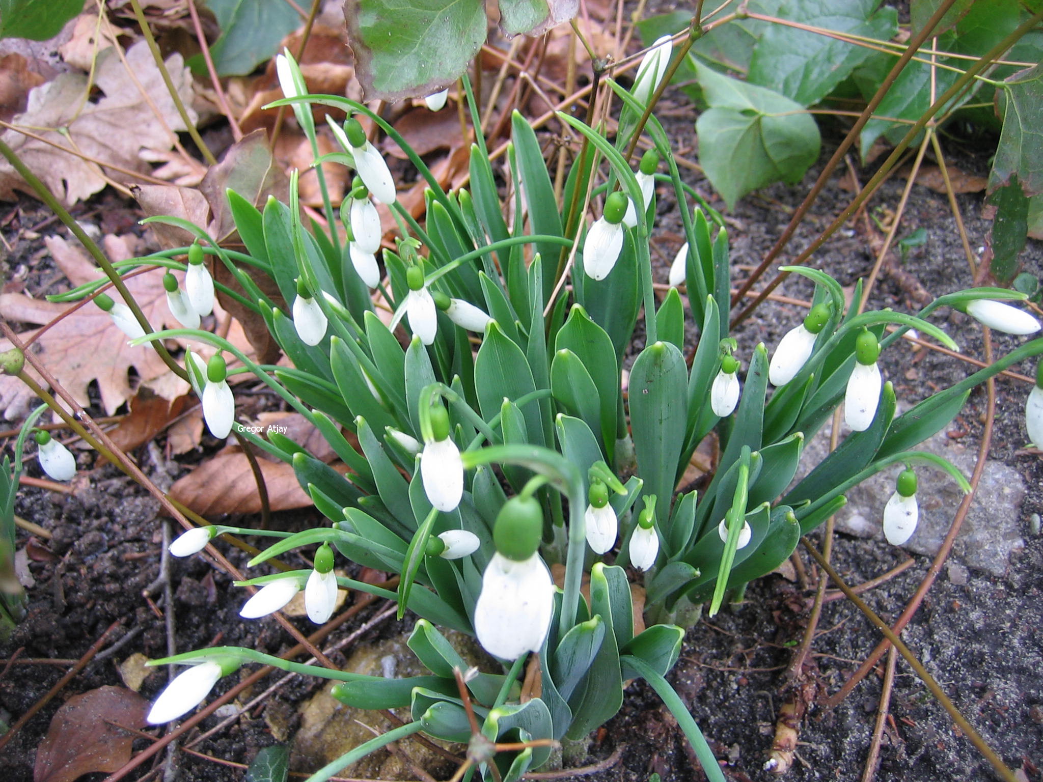 Galanthus nivalis