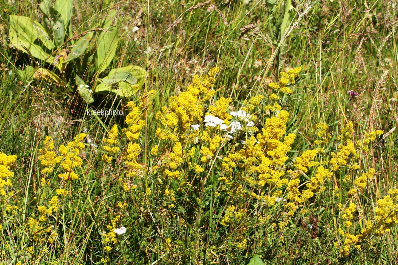 Galium verum
