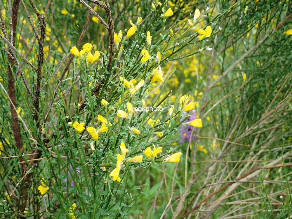 Genista tinctoria