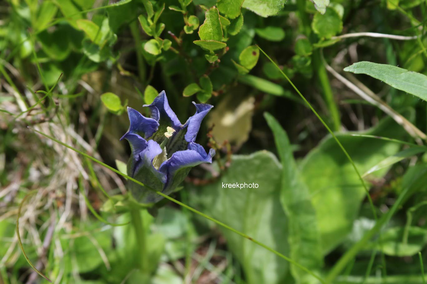 Gentiana acaulis