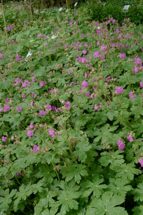 Geranium macrorrhizum