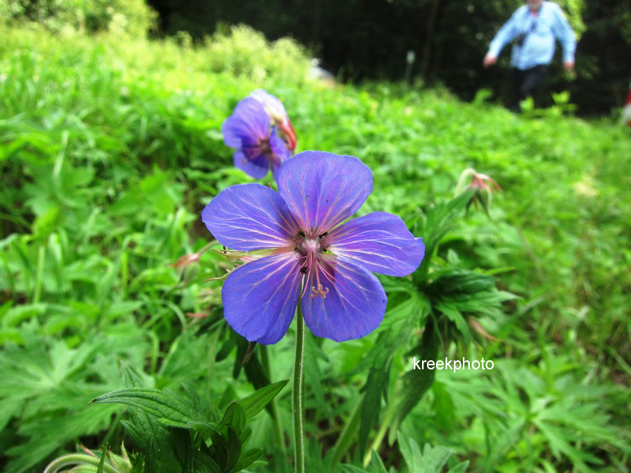 Geranium pratense