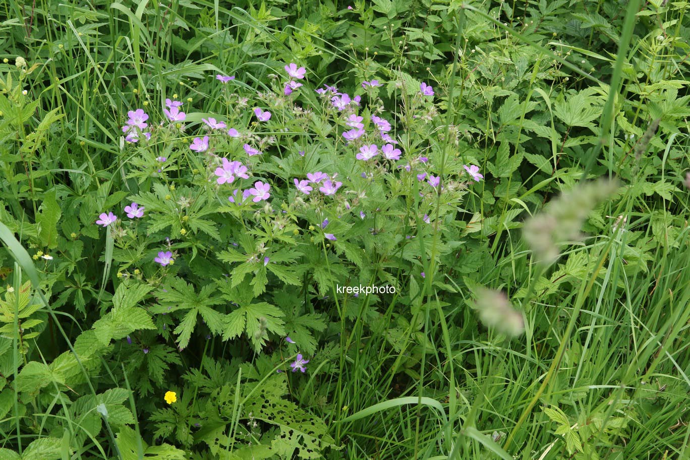 Geranium sylvaticum