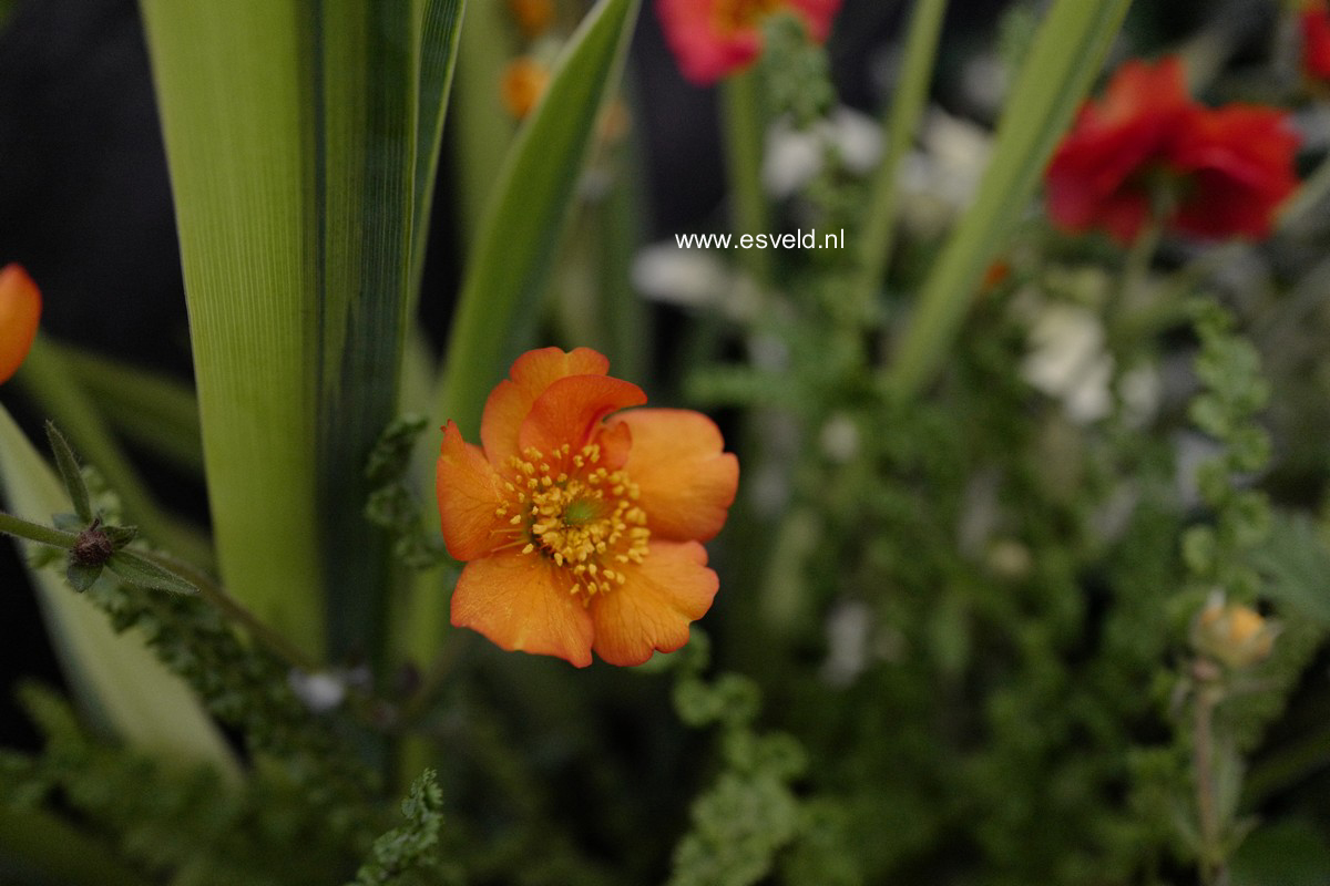 Geum chiloense 'Mrs. Bradshaw'