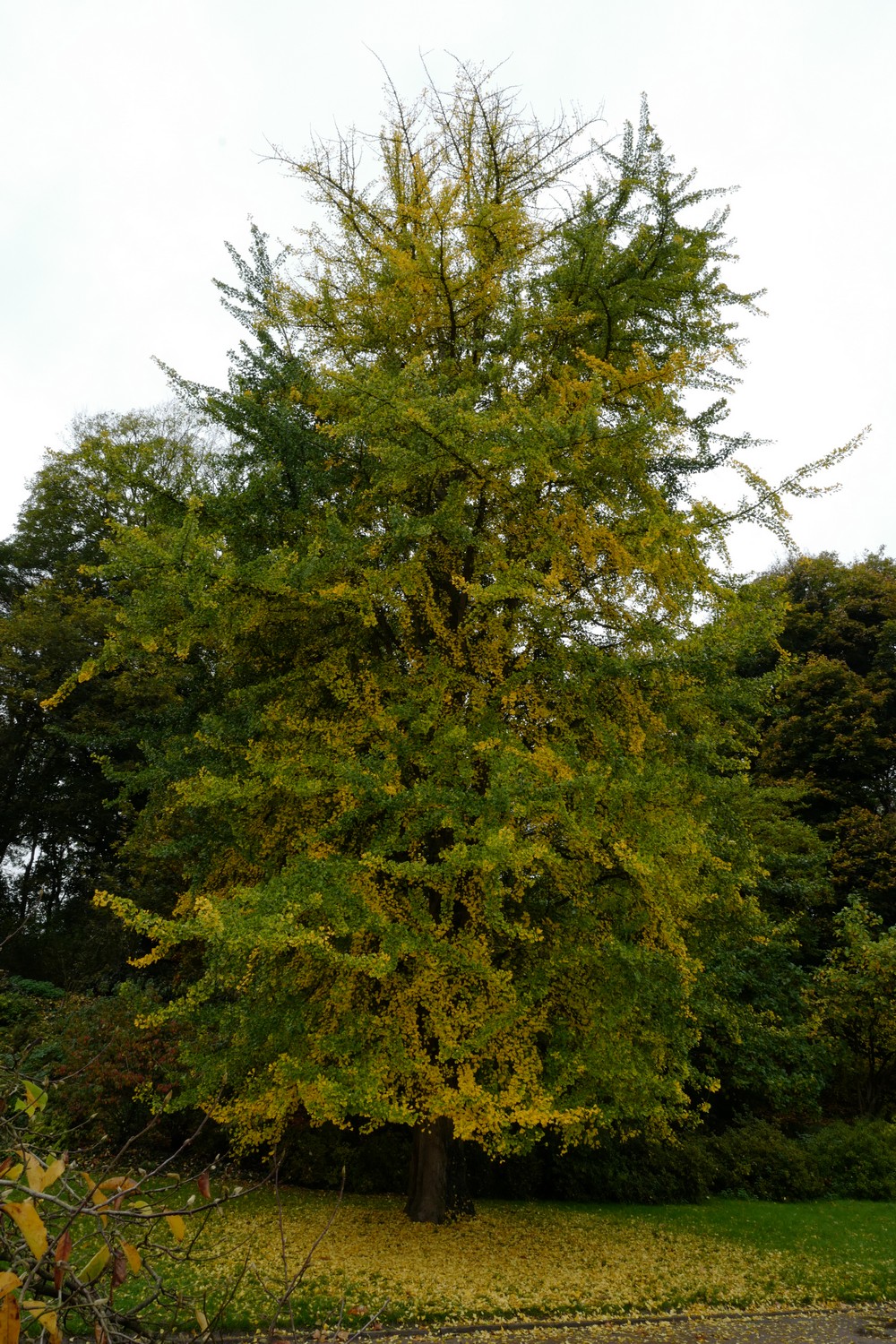 Ginkgo biloba 'Tremonia'