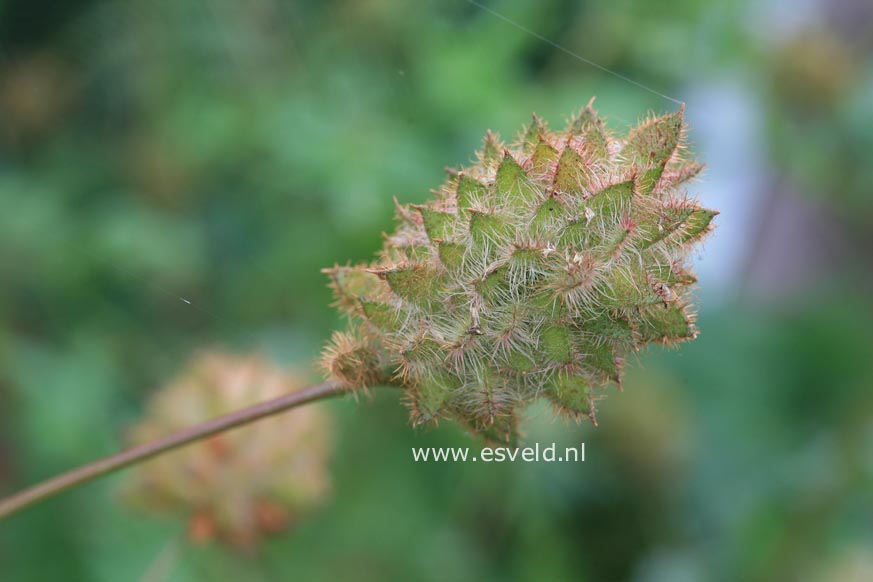 Glycyrrhiza yunnanensis