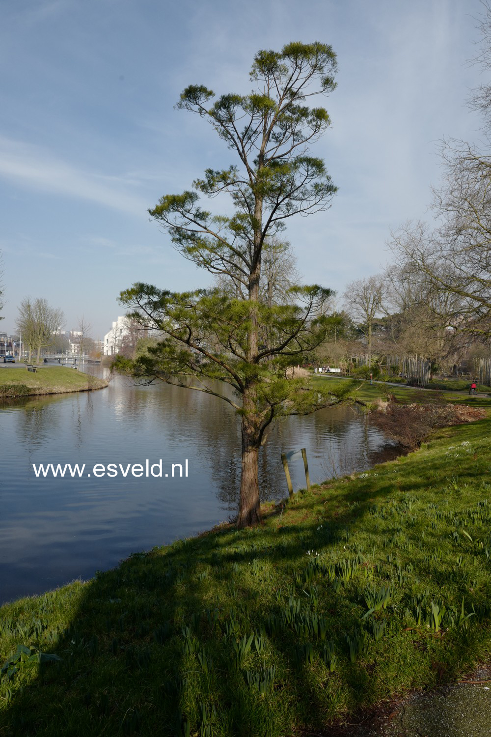 Glyptostrobus pensilis