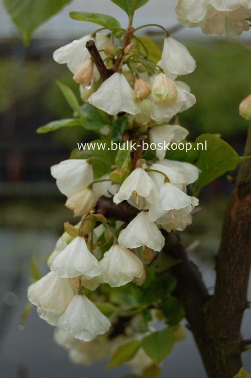 Halesia carolina 'Uconn Wedding Bells'