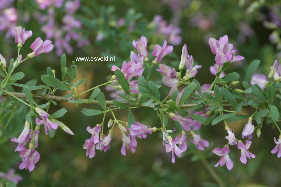 Halimodendron halodendron