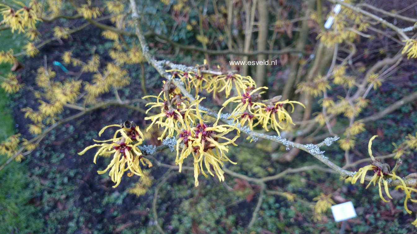 Hamamelis intermedia 'Amanon'