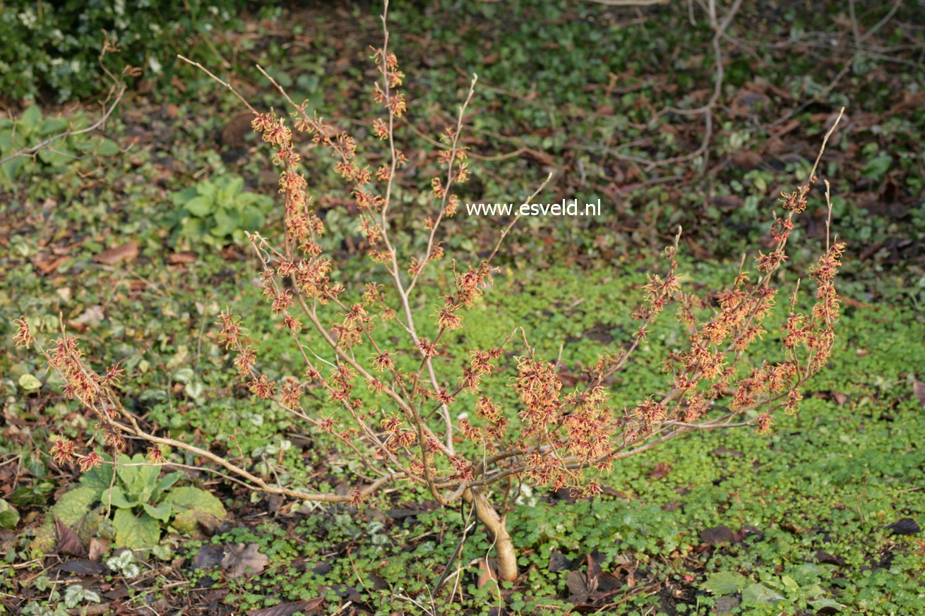 Hamamelis intermedia 'Copper Cascade'