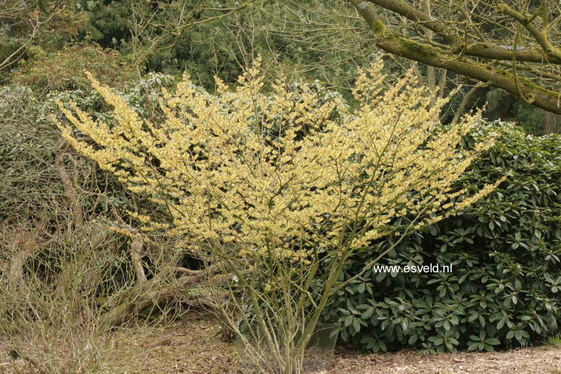 Hamamelis intermedia 'Gimborn's Perfume'