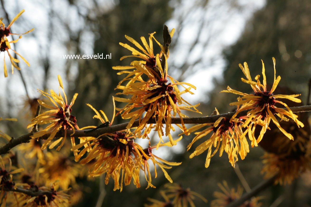 Hamamelis intermedia 'Harry'
