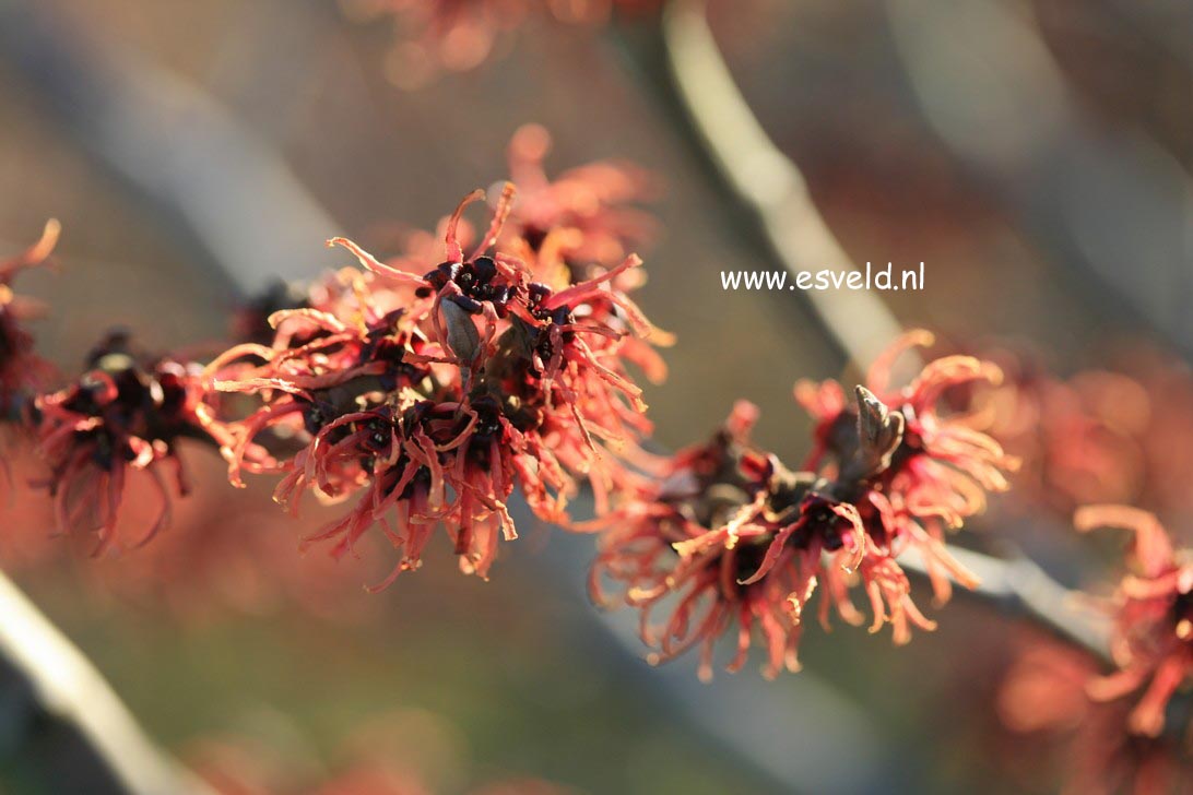 Hamamelis intermedia 'Old Copper'