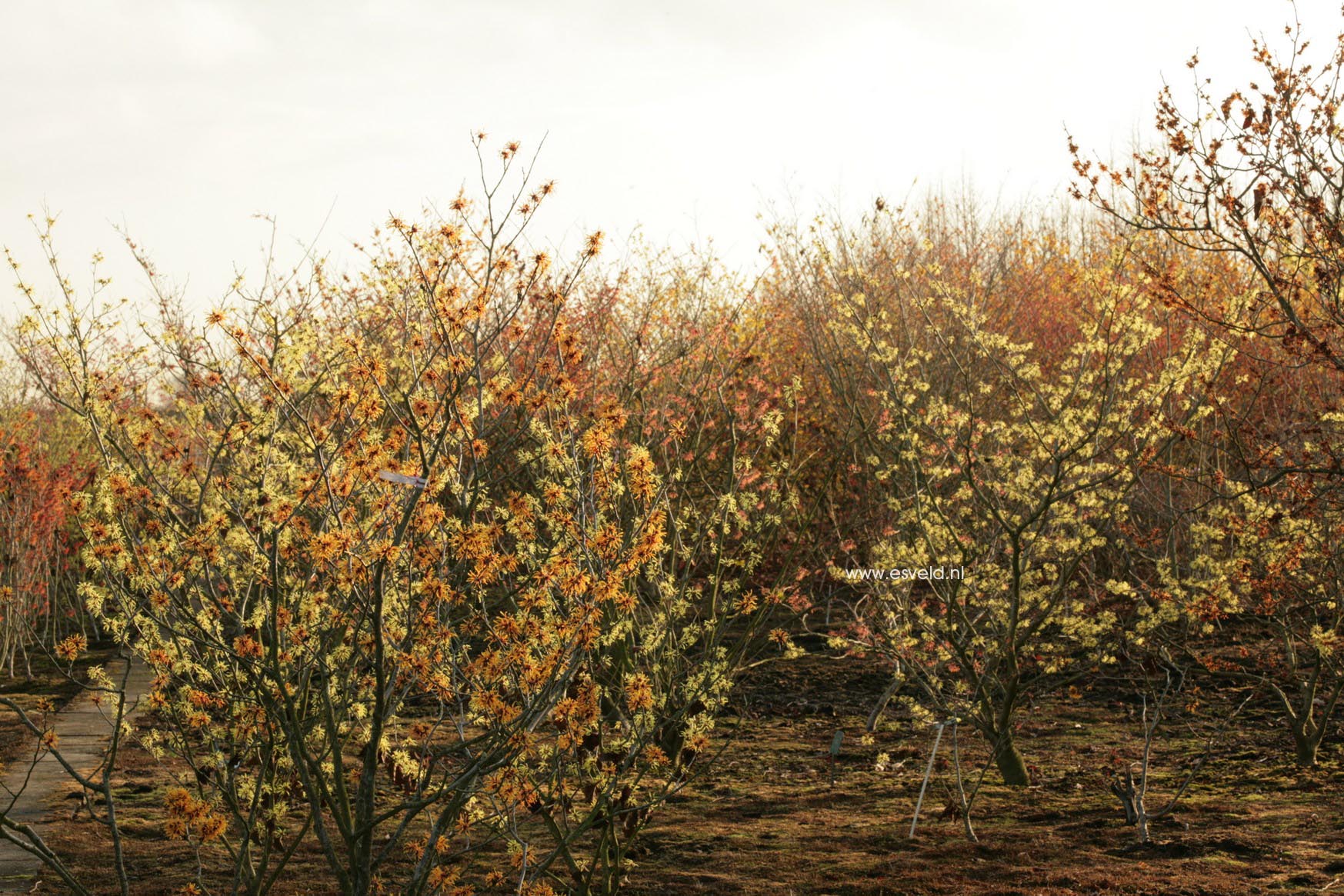 Hamamelis intermedia