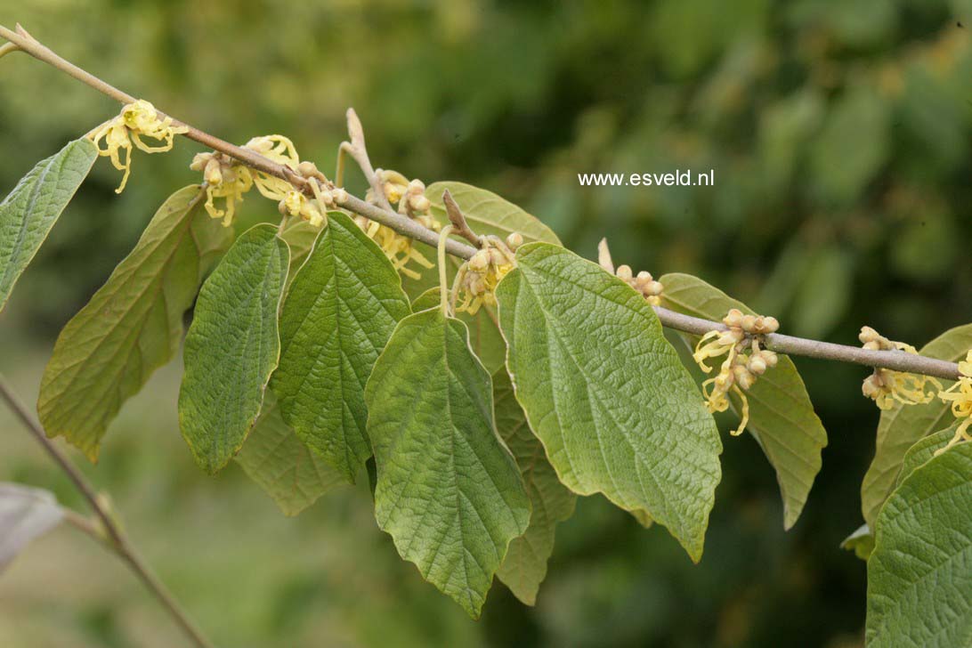 Hamamelis virginiana var. mexicana