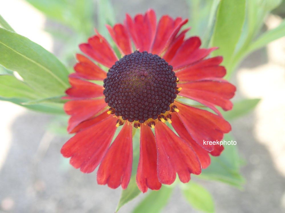 Helenium 'Kupferzwerg'