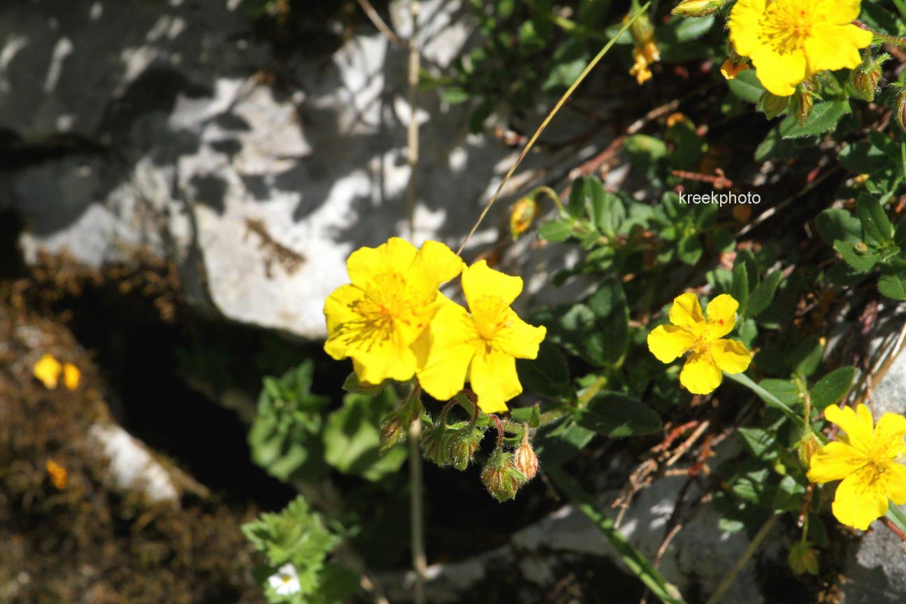 Helianthemum nummularium