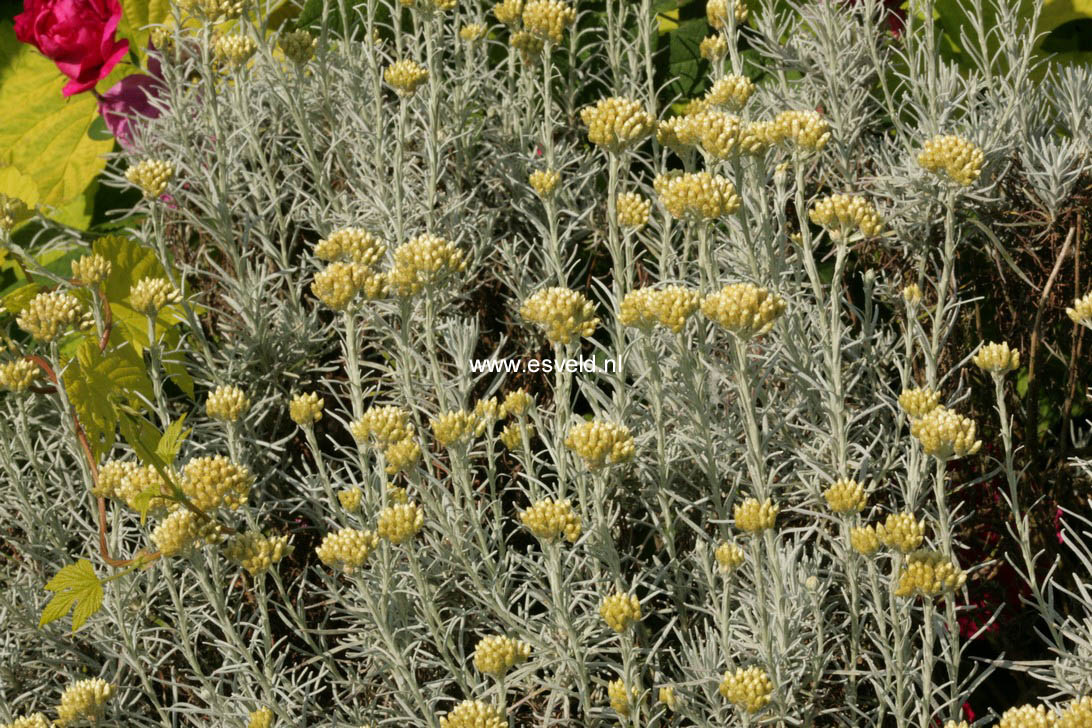 Helichrysum italicum
