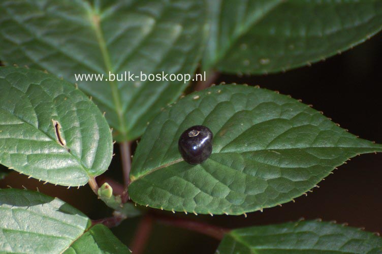 Helwingia japonica Helwingia japonica