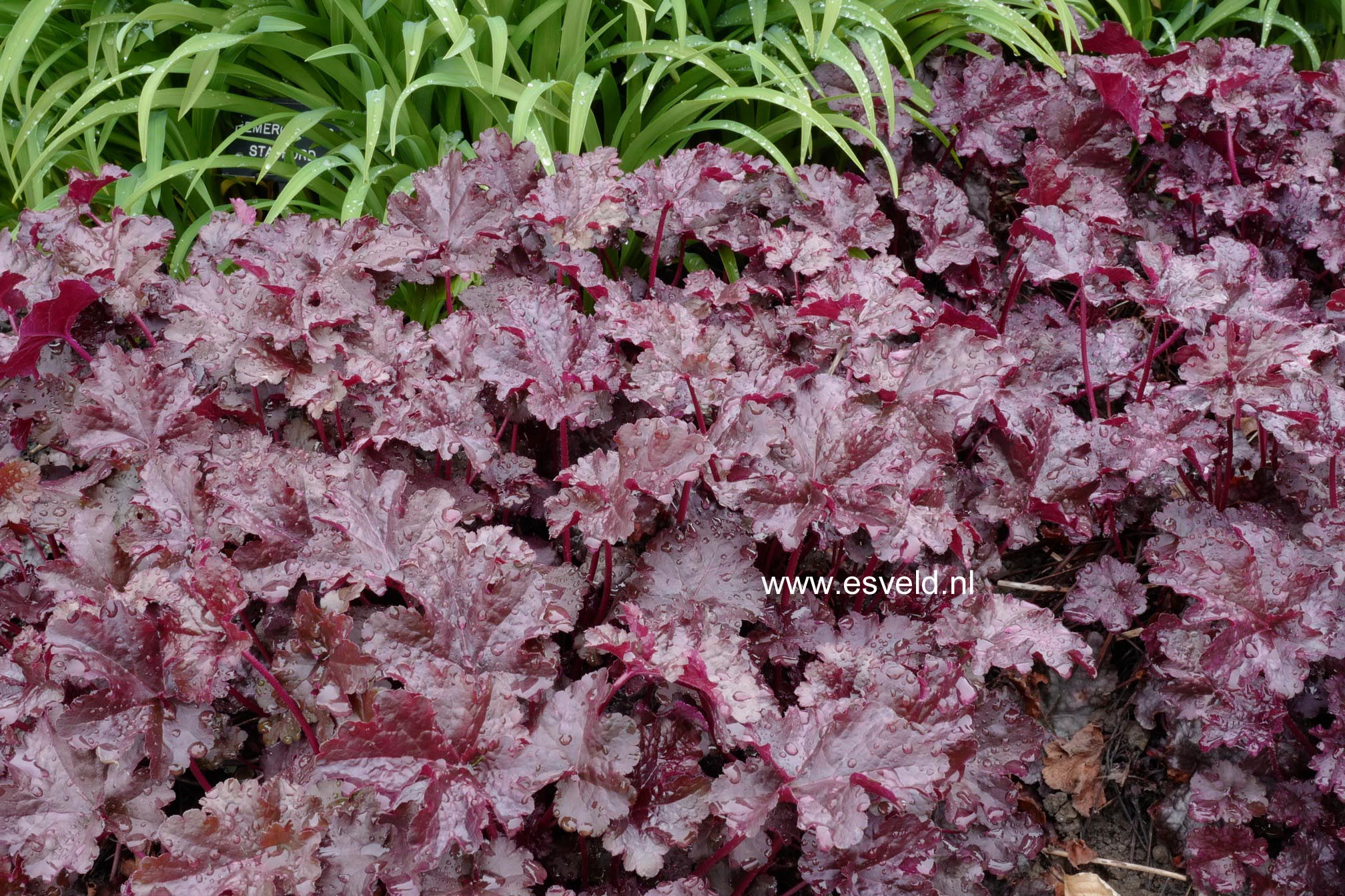 Heuchera 'Obsidian'