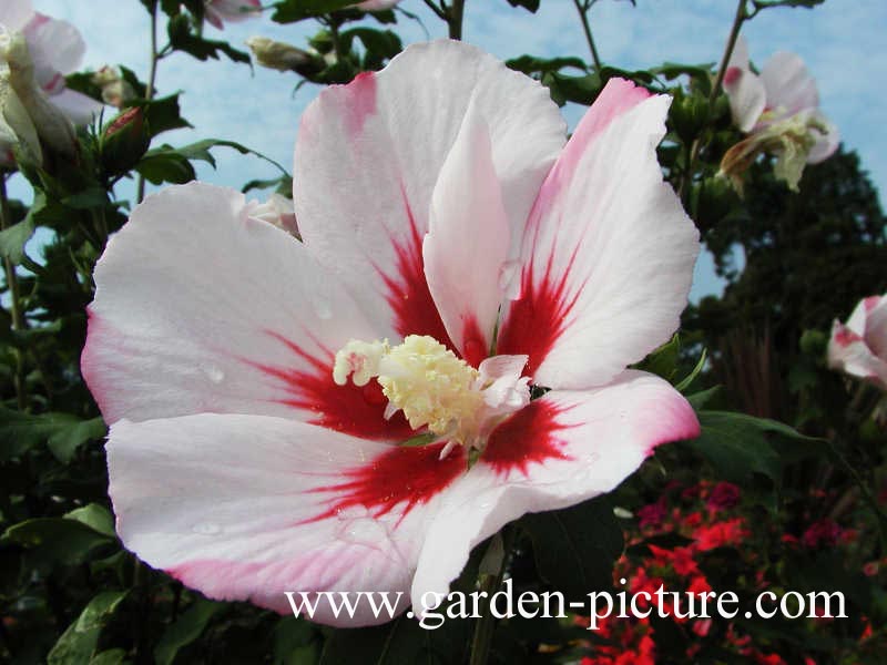 Hibiscus syriacus 'Hamabo'