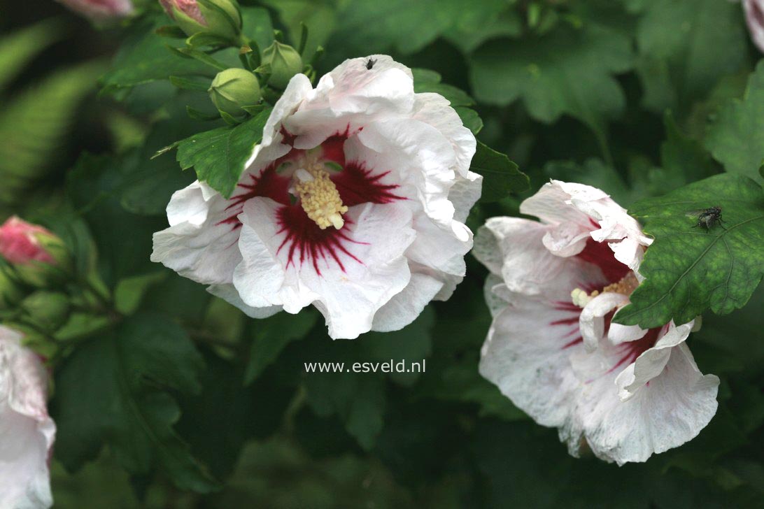Hibiscus syriacus 'Helene'