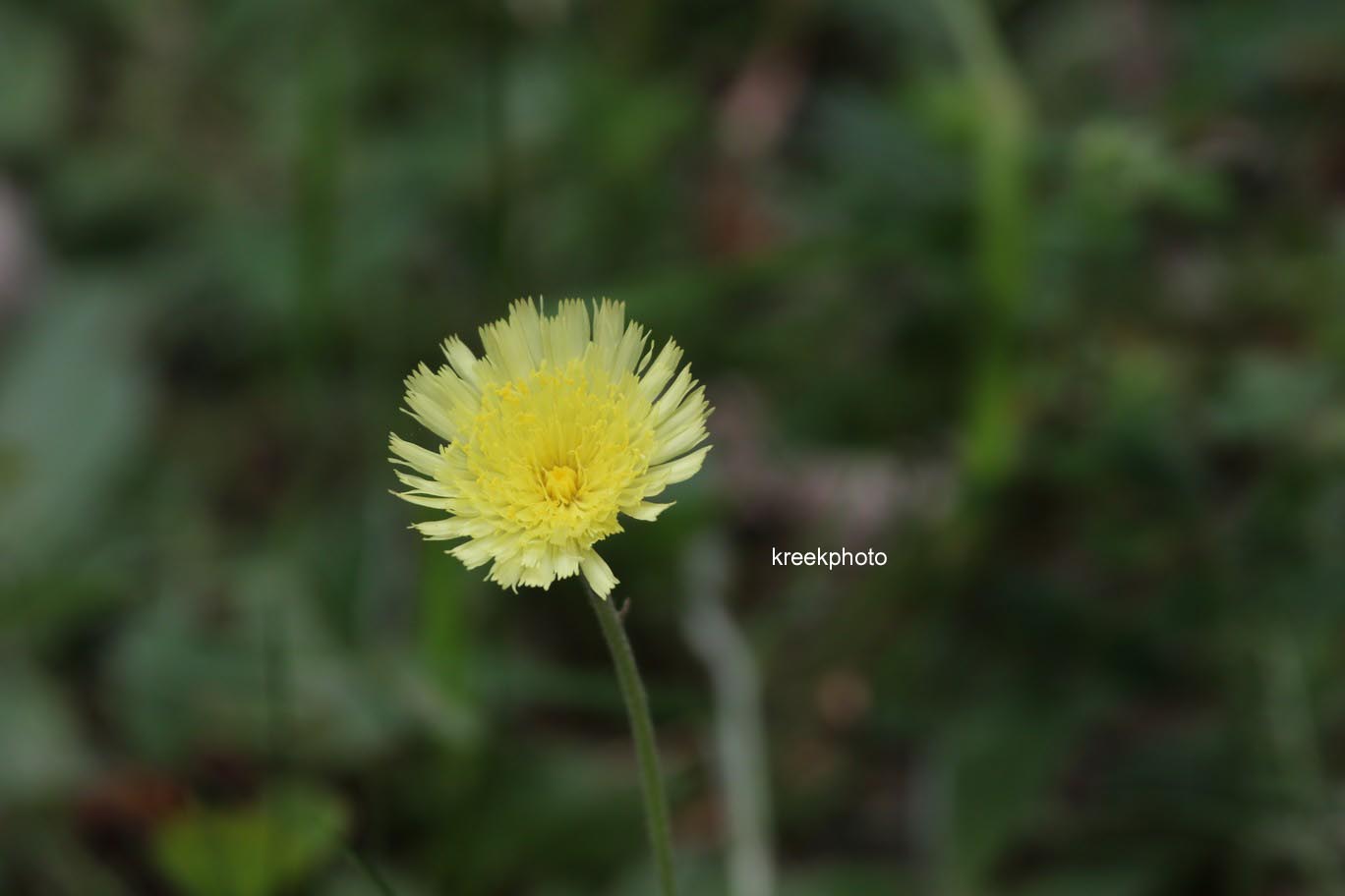 Hieracium pilosella