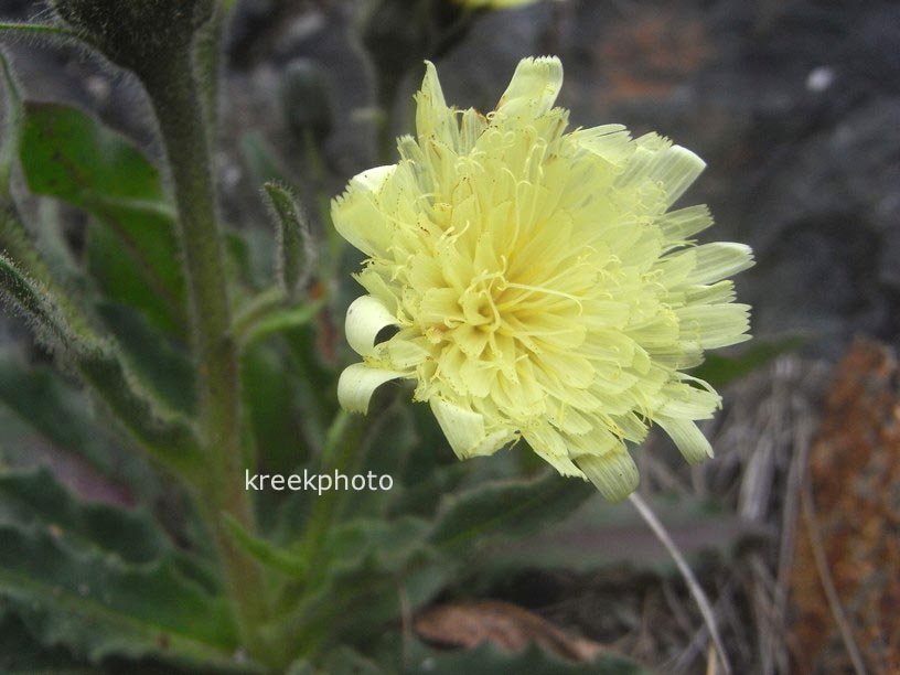 Hieracium villosum