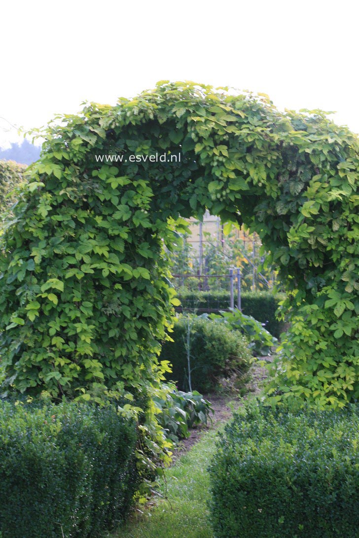 Humulus lupulus 'Aureus'