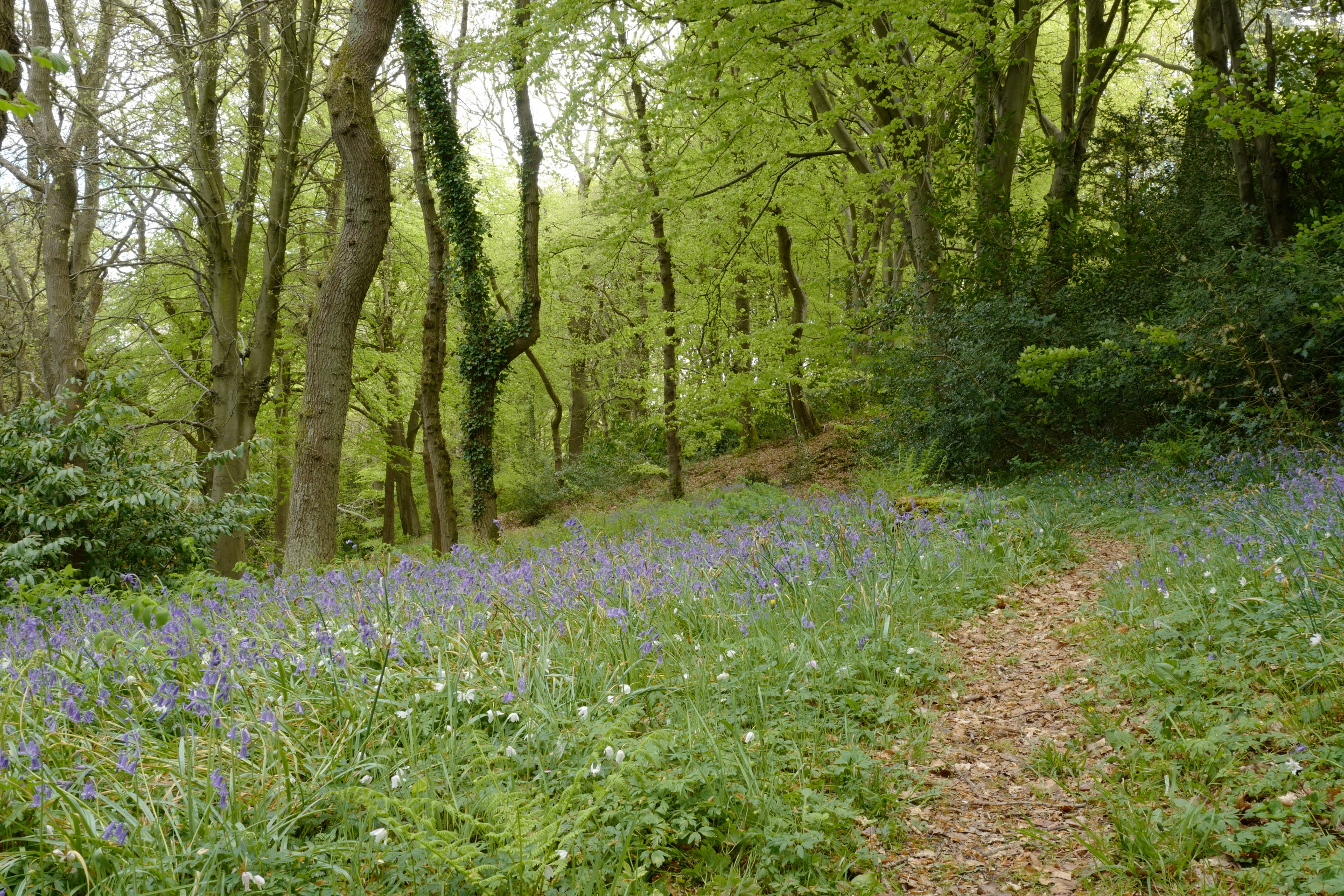 Hyacinthoides non-scripta
